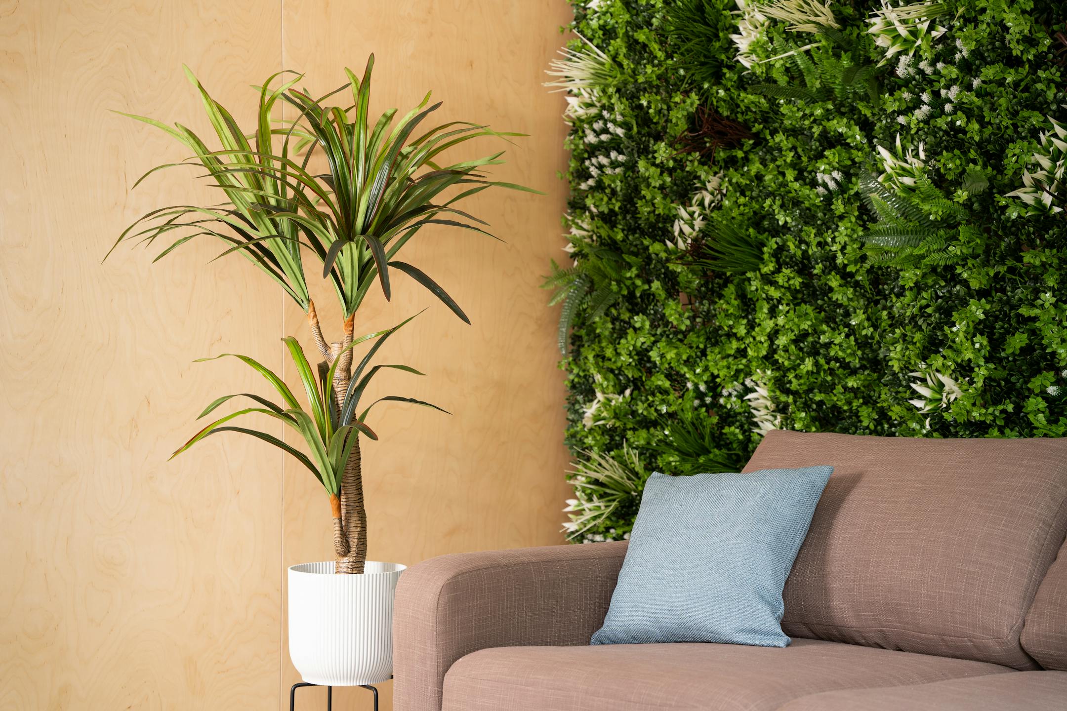 Yucca plant on wooden background, beside couch