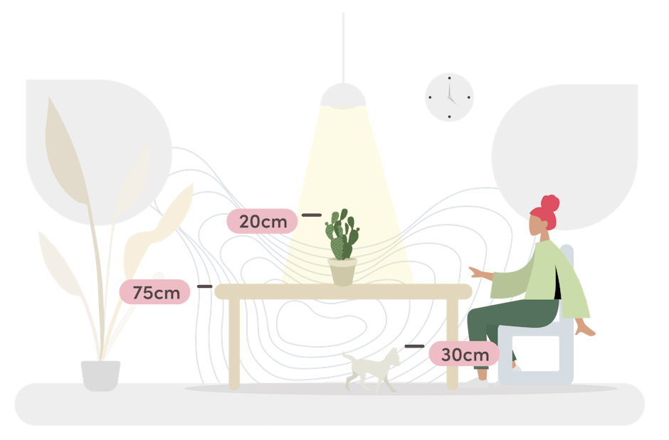 Bunny ear cactus size guide graphic