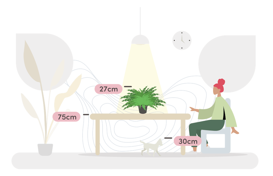 Button fern size guide graphic