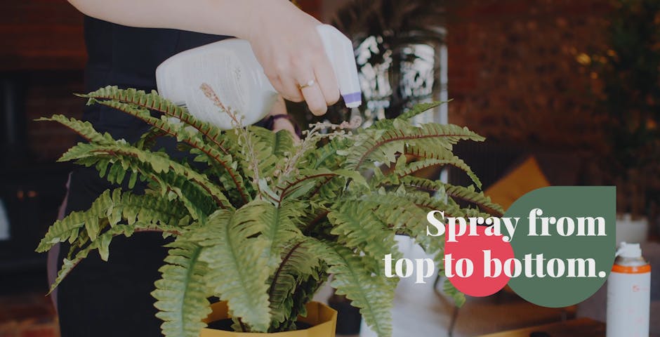 Cleaning an artificial Boston fern plant with cleaning spray