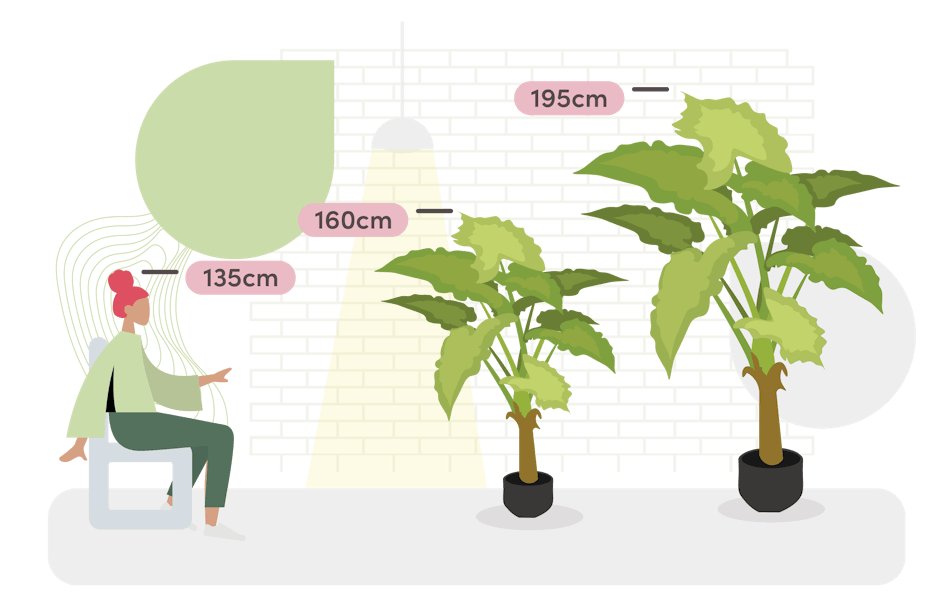 Colocasia size guide graphic