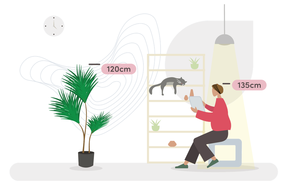 Dracaena size guide graphic