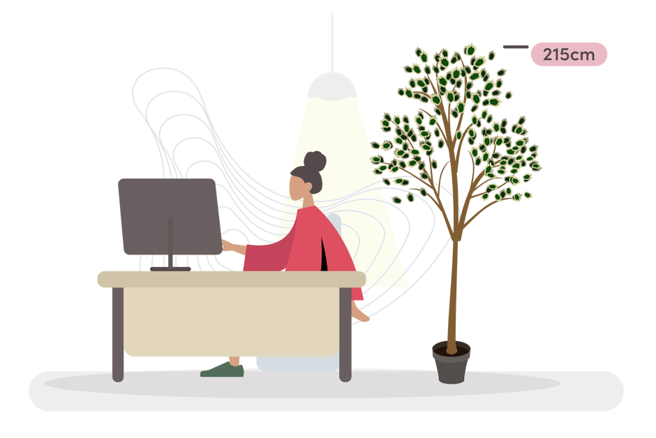 Ficus anastasia size guide graphic
