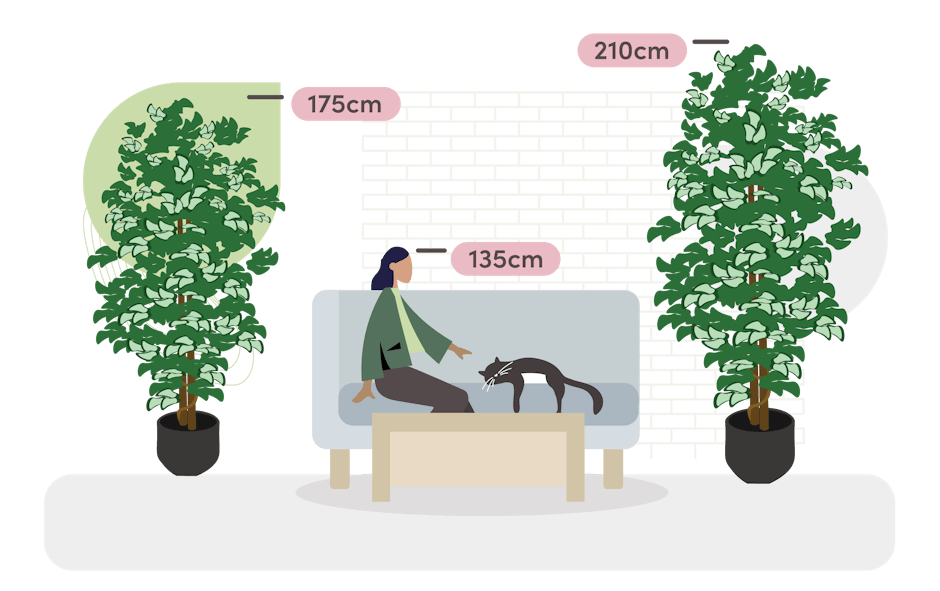 Ficus benjamina liana size guide graphic