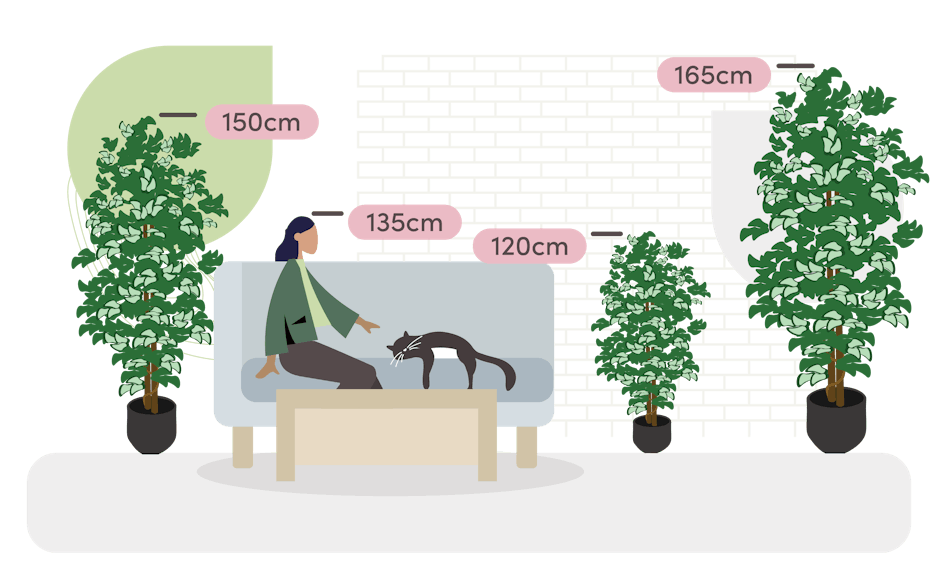 Ficus Topping tree Size guide graphic