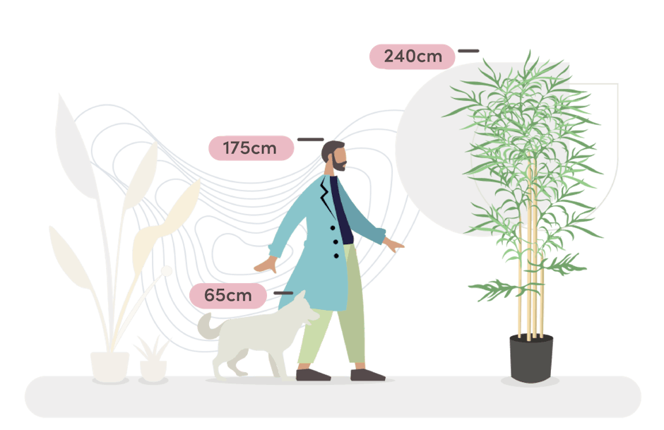 giant bamboo tree size guide graphic