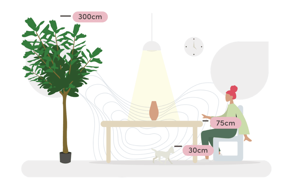 Giant fiddle leaf fig size guide graphic