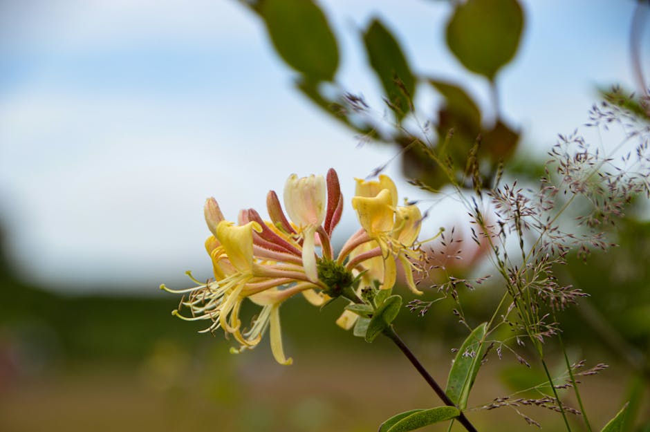 Honeysuckle flower