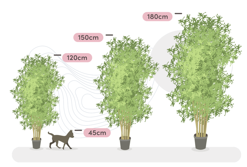 Oriental bamboo size guide graphic
