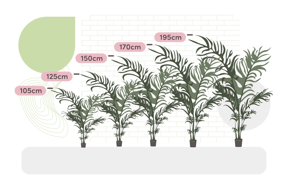 Paradise palm size guide graphic