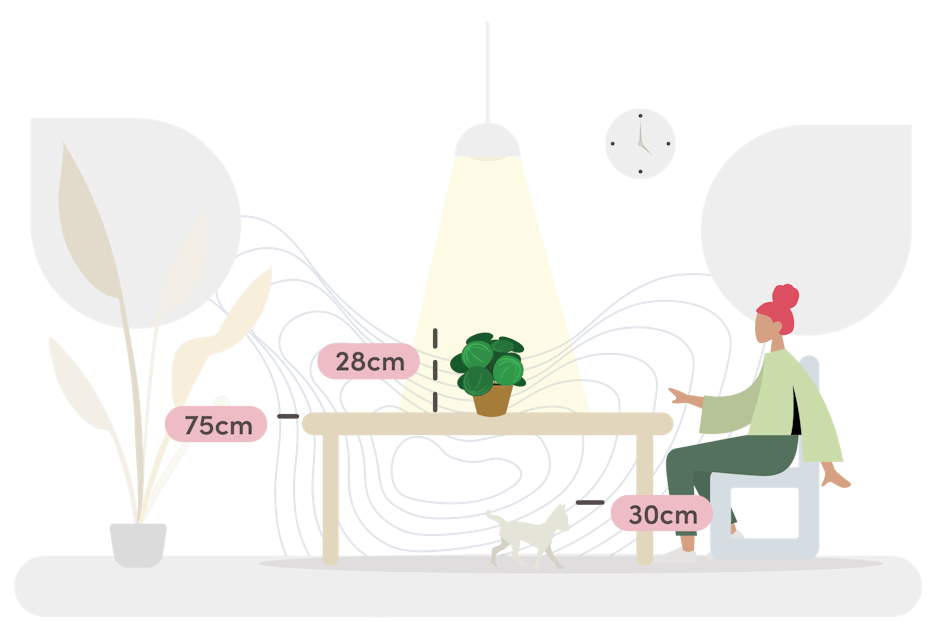 watermelon peperomia size guide graphic