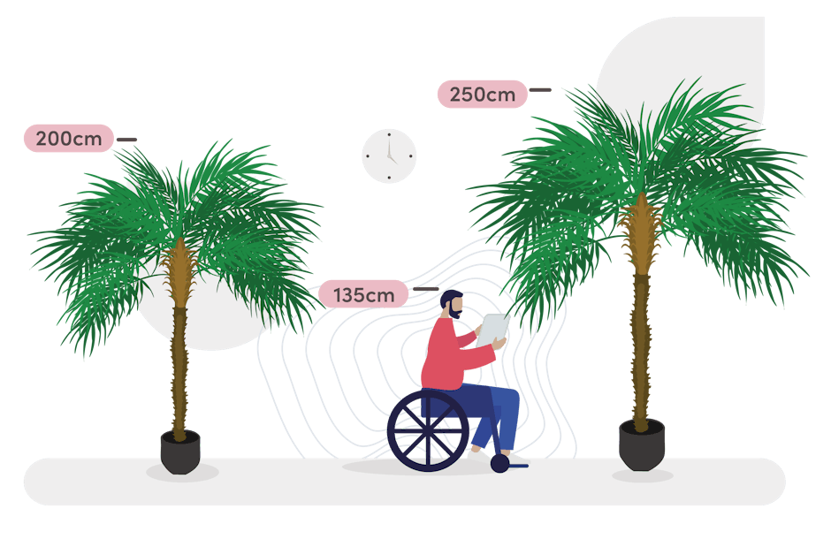 Phoenix palm size guide graphic