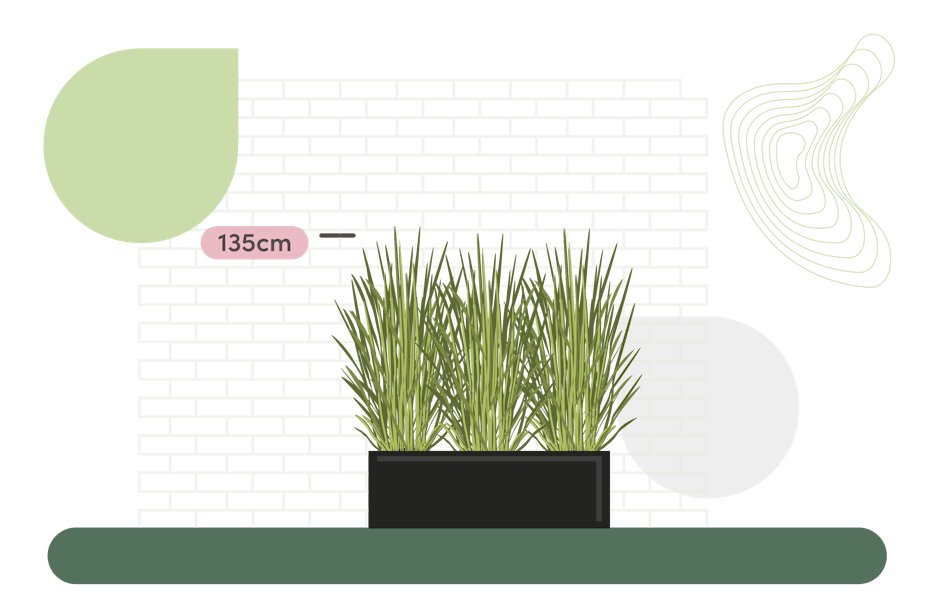 Phormium grass screening size guide graphic