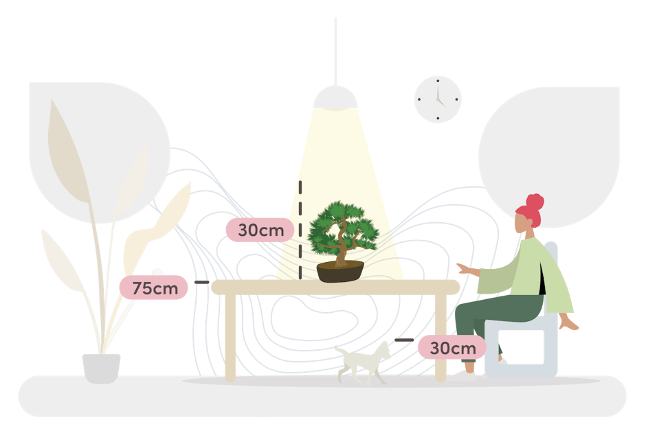 Pinus bonsai size guide graphic