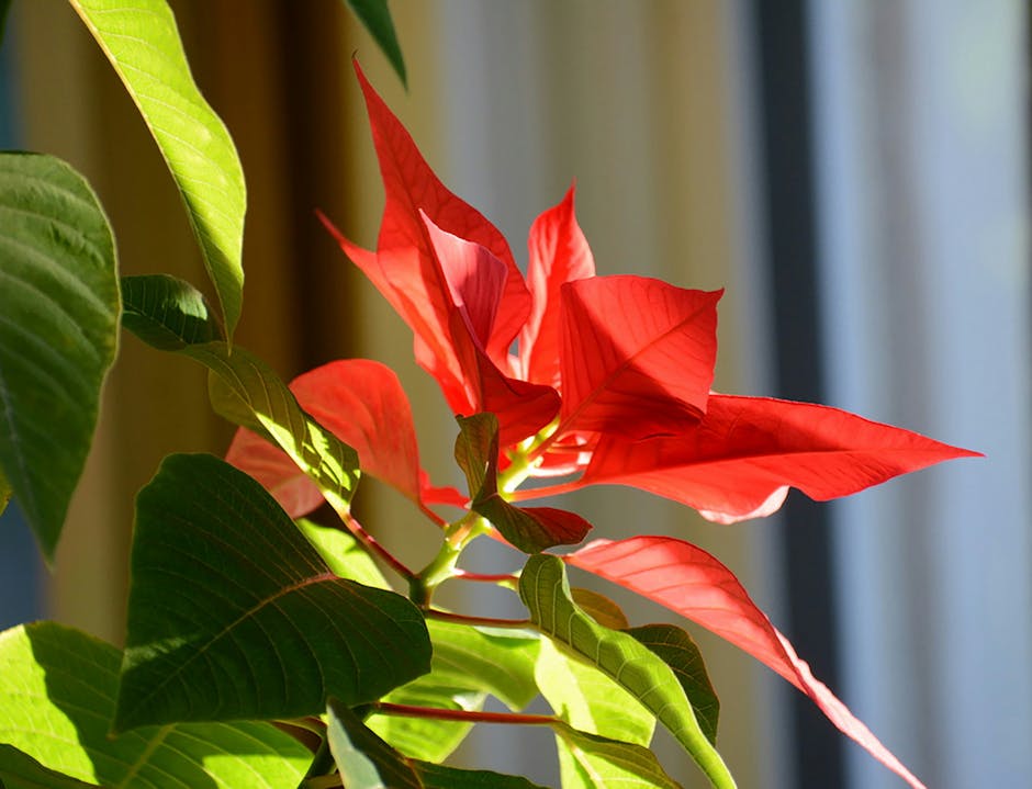 Artificial poinsettia flower with sun shining