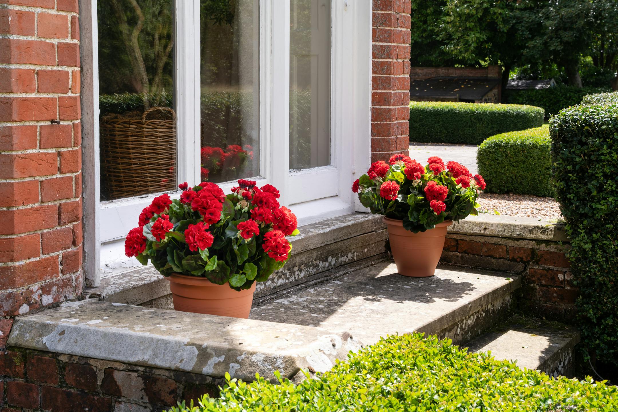 Artificial red geranium patio flower tubs on stone steps