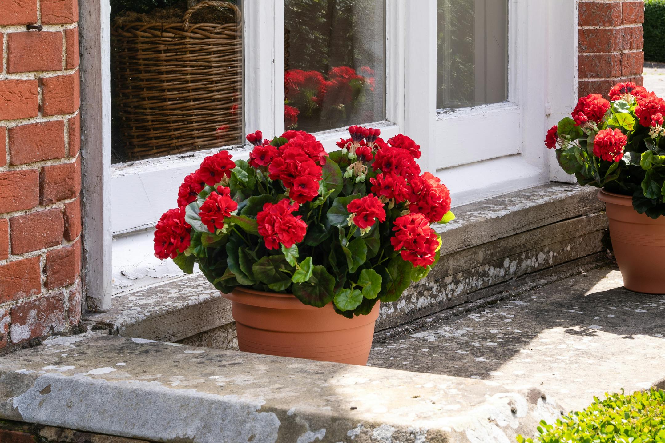 red geranium patio planters on step