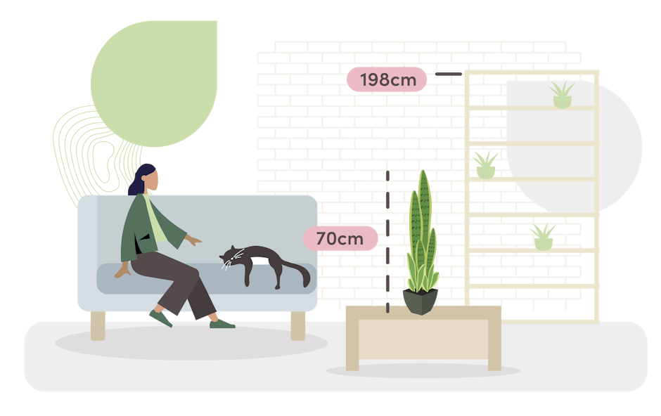 Sansevieria cylindrica size guide graphic