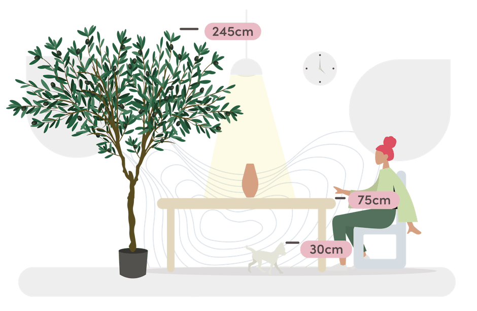 Umbrella olive tree size guide graphic