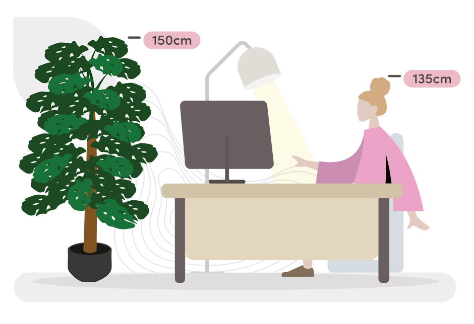 variegated monstera size guide graphic