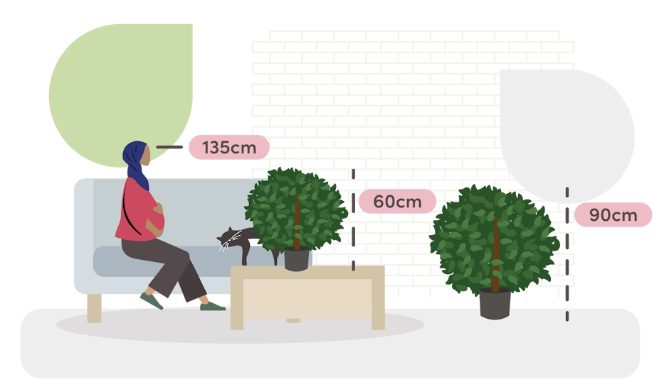 weeping fig ficus size guide graphic