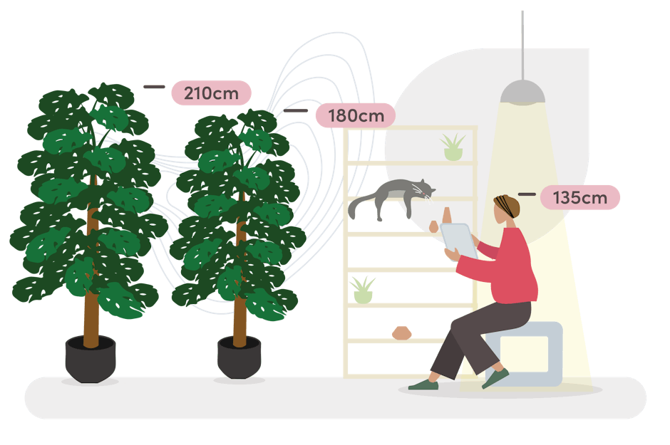 wild monstera size guide graphic