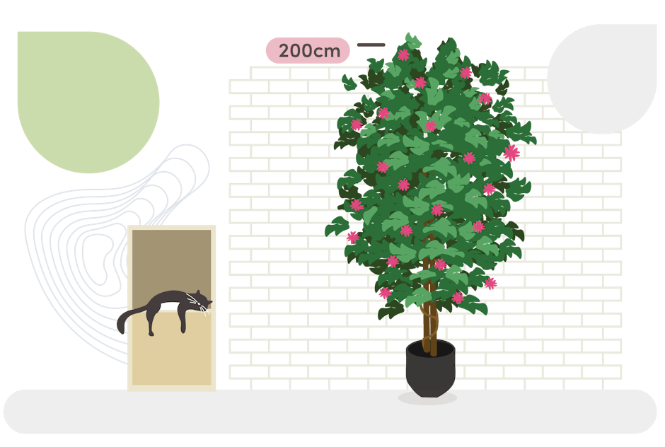 wisteria tree size guide graphic